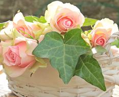 Roses pink Basket