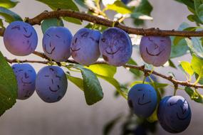 plums like smiley