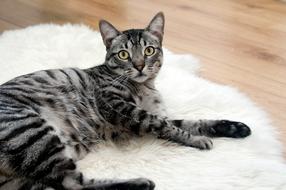 tabby cat on a white fluffy carpet