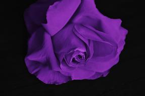 purple Rose at darkness