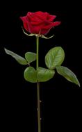 Rose Red Flower black background