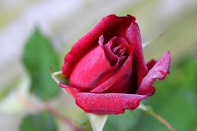 Red Rose green background