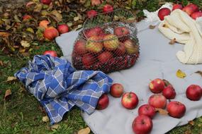 harvest of red apples in a wicker basket in the garden