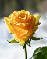 goodly yellow Rose