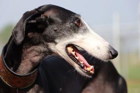 photo profile of spanish galgo