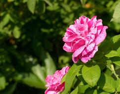 rose garden flowers nature