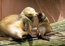 Sea Lions, mother kissing baby