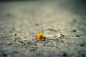 yellow dandelion on the road close-up on a blurred background