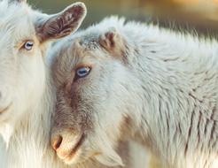Animal Lamb love