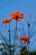 ravishing Abstract red flowers