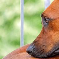 Face of Brown Dog close up