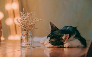 Cat sleeps on table beside of vase with dry flowers