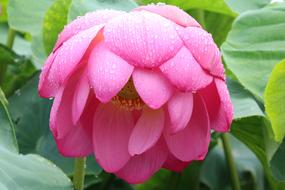 Lotus Gwangokji flower