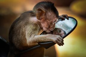 monkey baby looks in the mirror