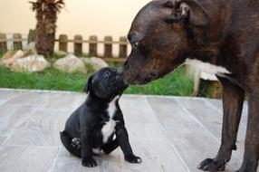 staffordshire terrier with a puppy on the terrace