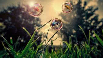 photo of soap bubbles over grass