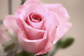 ravishing pink Rose Love