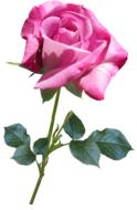 painted fabulous pink rose on a white background