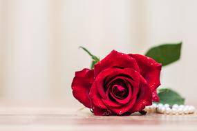 Rose Flowe and pearls