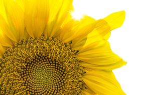 Plant Nature Leaf yellow