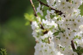 Flower Nature Plant white