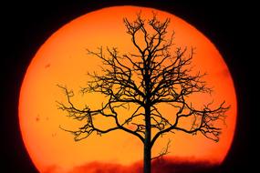 Landscape of red sun and Tree