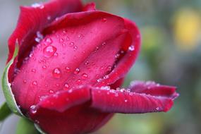bright pink rose in water drops