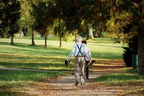 the elderly are doing Nordic walking in the park