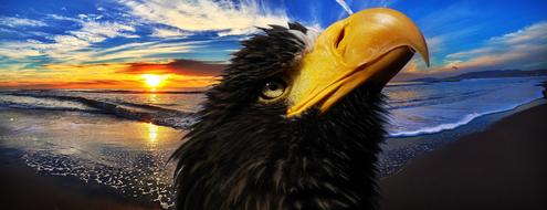 White Tailed Eagle Bird