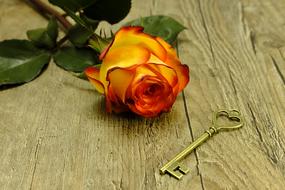 gold Key Heart rose
