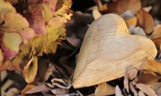 Heart Wood dry leaves
