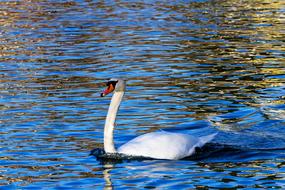white Swan on glossy blue water