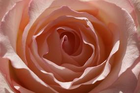 Rose Sunlit Single