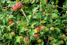 red Apple Fruit Tree green