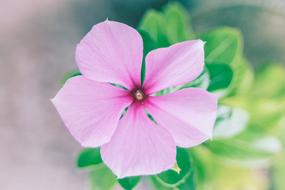 macro photo of pink buttercup
