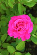 Roses Gulpembe