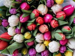 large bouquet of colorful tulips