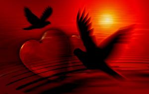heart dove silhouette love drawing