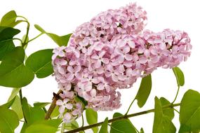 Lilac branch with pink Flowers