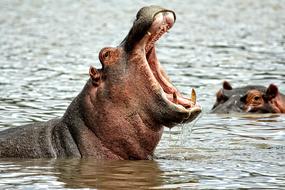 marco photo of hippo with mouth open in Africa