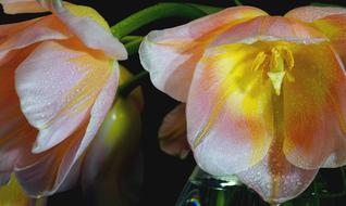 drops of water on the buds of bright yellow-pink tulips