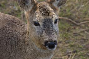 goodly Deer Large