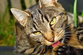 tabby domestic cat licks its paw