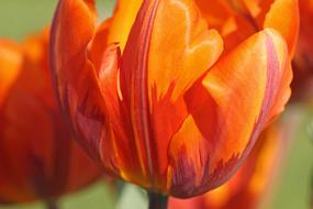 Orange and Red Tulips at sunlight close up