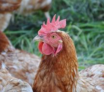 photo of brown chicken head