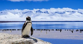 Cute black and white Penguin stands on rock at large flock of birds in front of scenic polar landscape