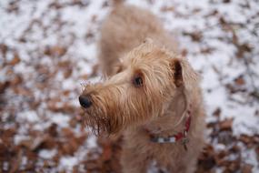 red furry Dog at Winter