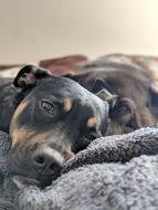 sad Dog face close up