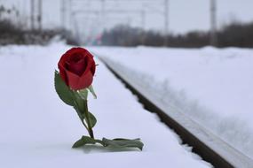 Red Rose white Snow