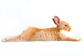 photo of a lying red bunny
